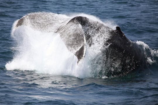 Croisière d'observation de baleines