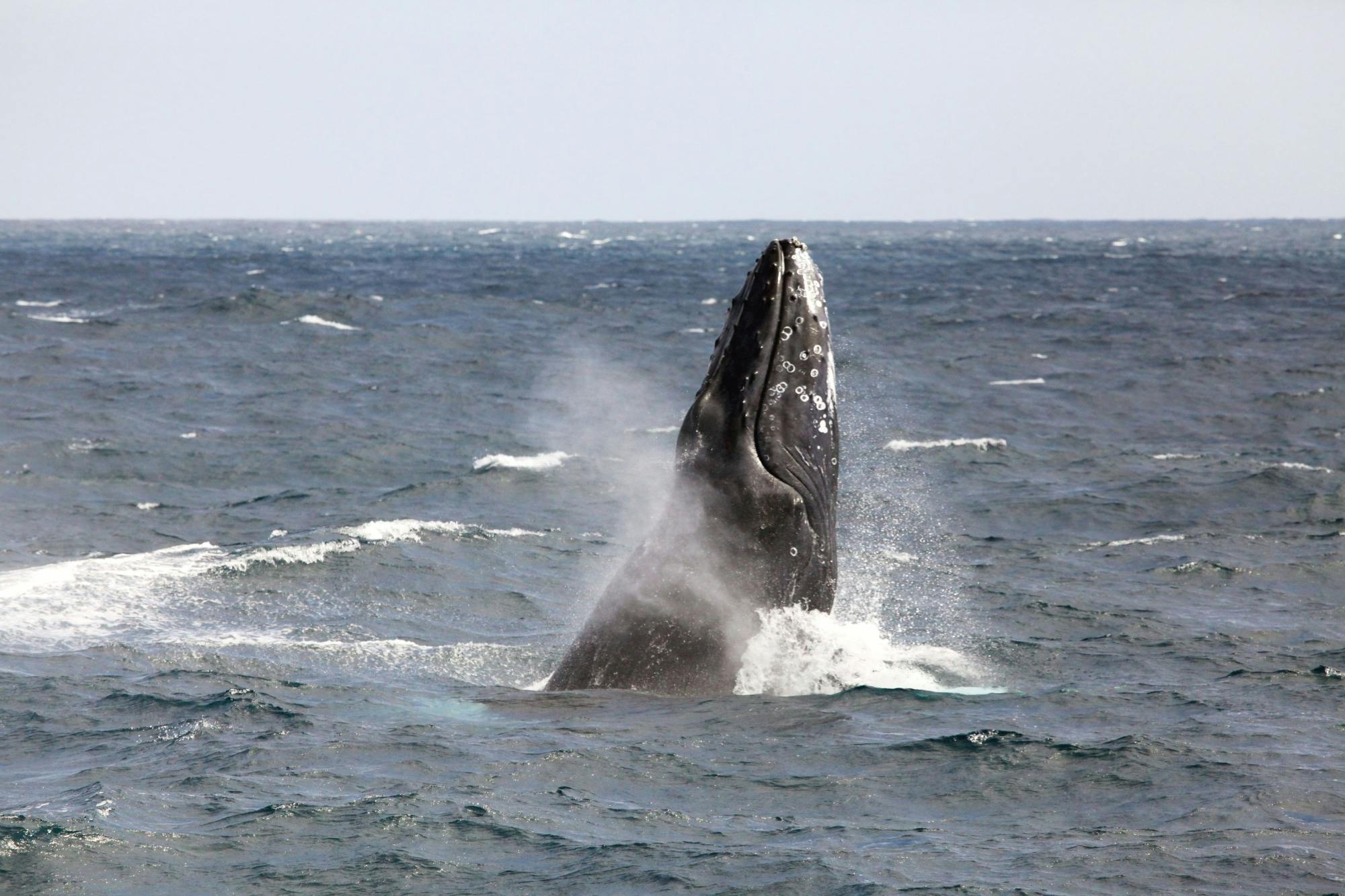 Whale Watching Cruise