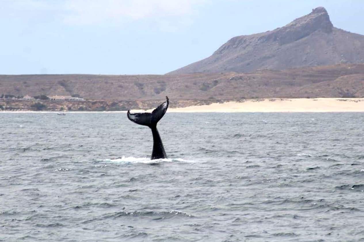 Whale Watching Cruise