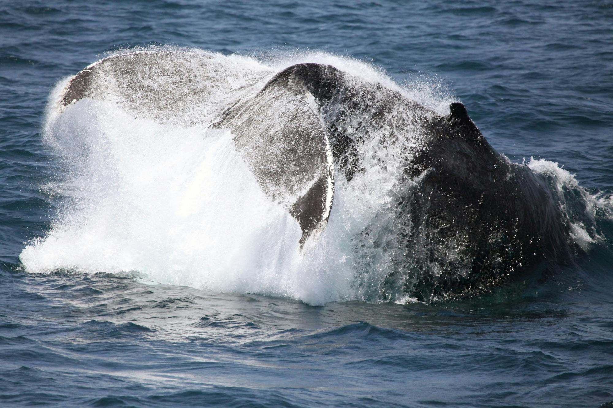 Crucero de avistamiento de ballenas