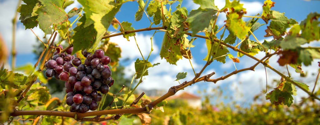 Konavle-Tal Weinverkostung und Fahrt mit dem Panoramazug