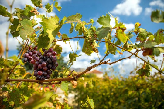 Konavle-Tal Weinverkostung und Fahrt mit dem Panoramazug