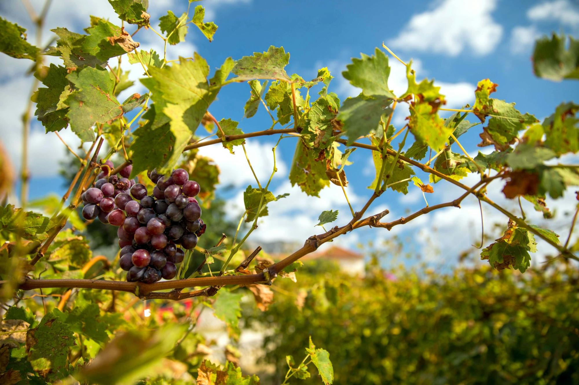 Tour de cata de vinos por el valle de Konavle con tren panorámico