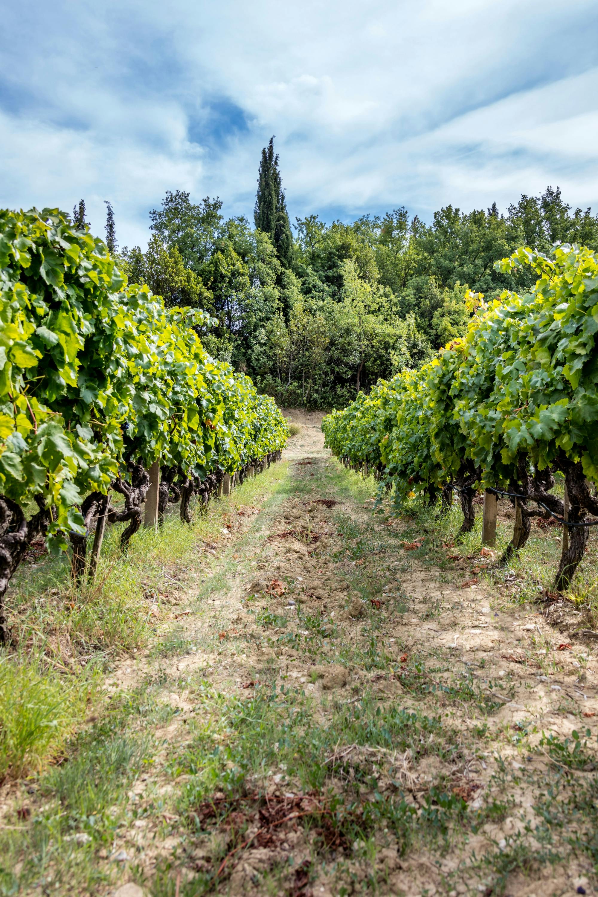 Konavle Valley Wine Tasting Tour with Scenic Train Ride