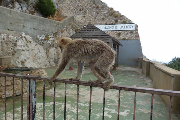 Visite guidée d'une journée à Gibraltar depuis Malaga