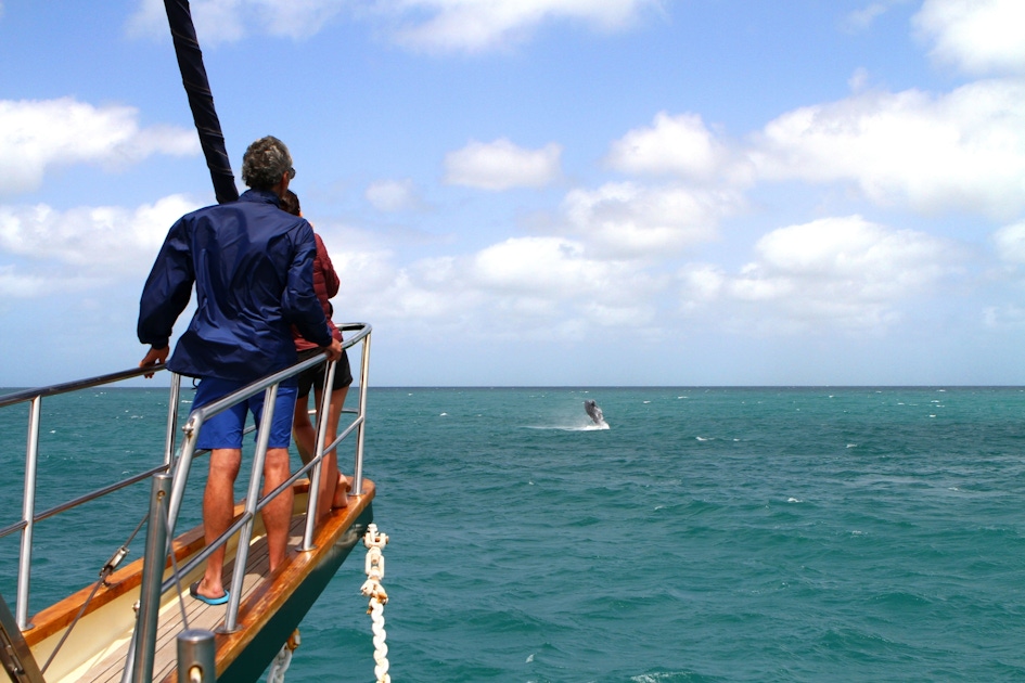 Boa Vista Whale Watching Tour | musement