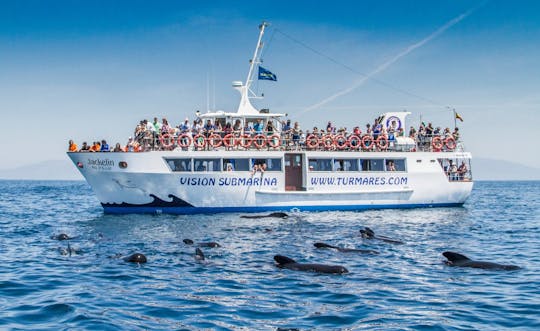 Tarifa whale and dolphin watching tour