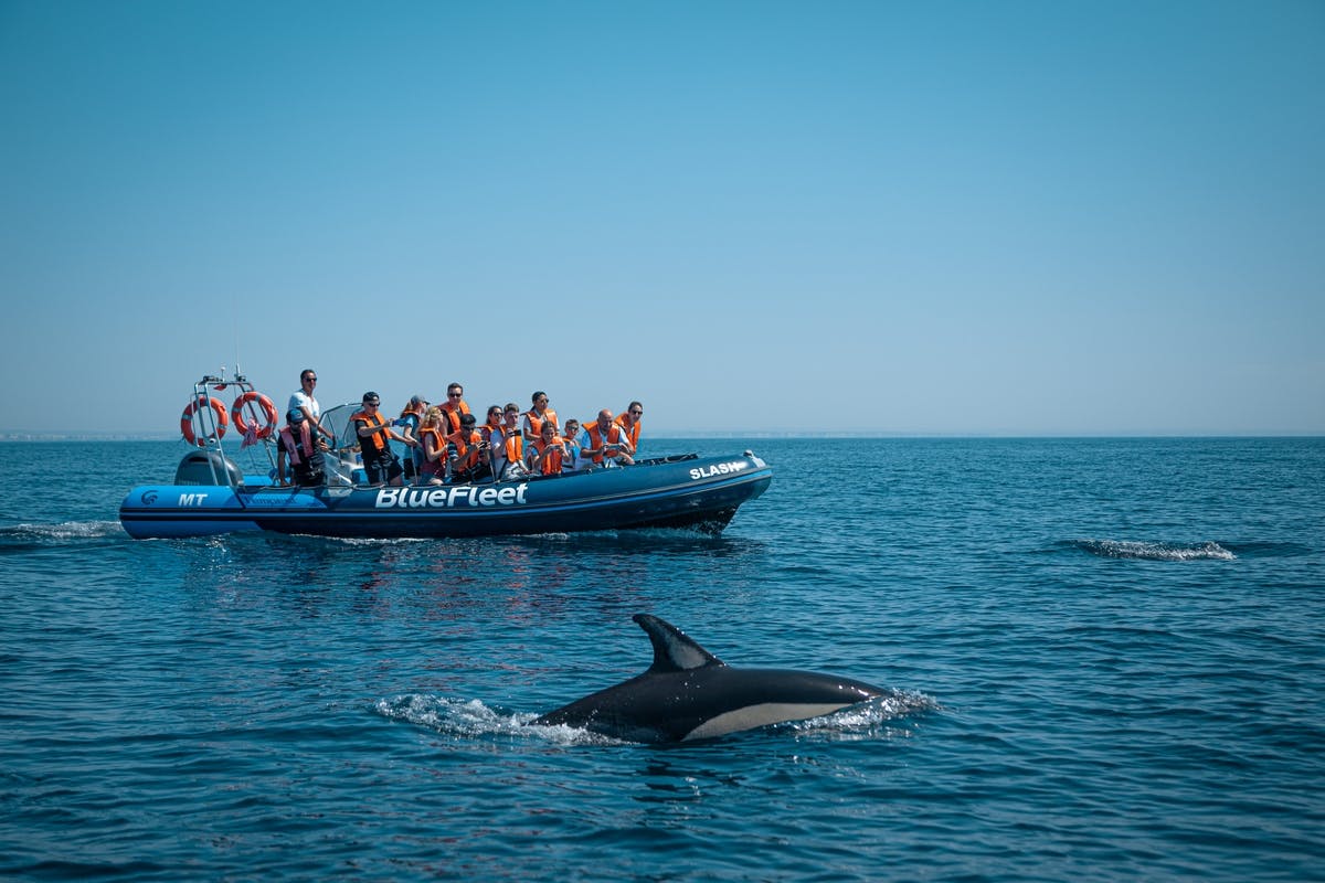 Wycieczka z przewodnikiem łodzią z Lagos w poszukiwaniu delfinów