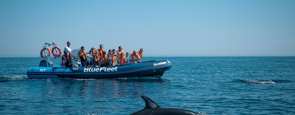 Visita guiada para avistar delfines en barco desde Lagos