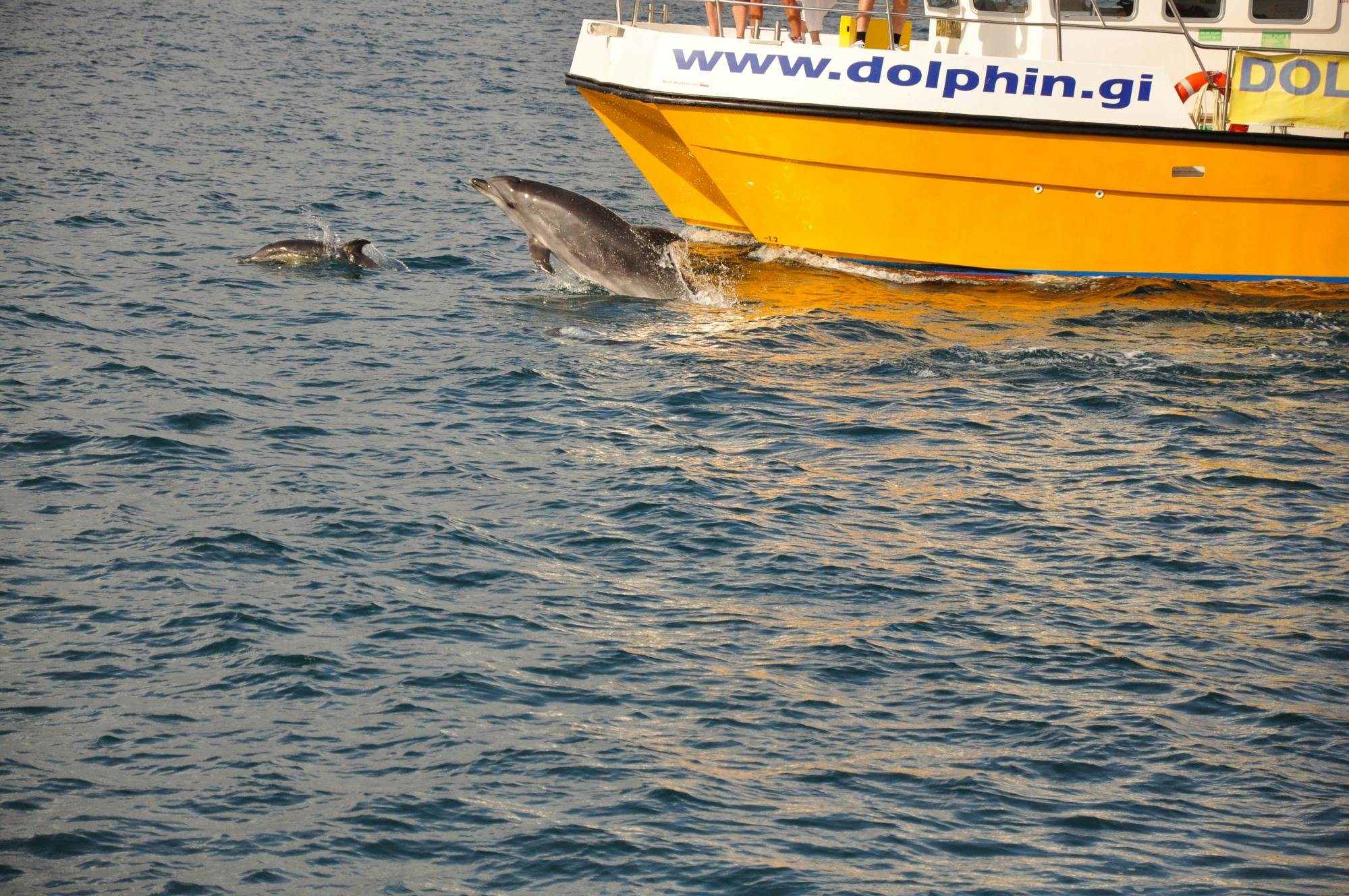 Gibraltar tour with dolphin watching cruise from Malaga Musement