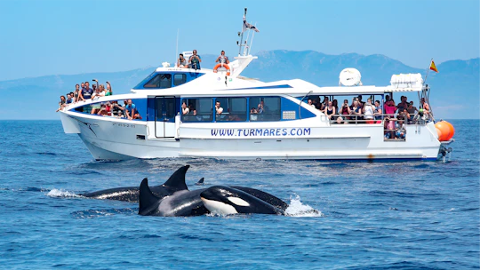 Tarifa 3-hour whale watching tour and orcas search