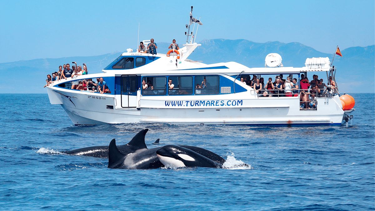 Tarifa 3 uur durende walvisspottocht en orka's zoeken
