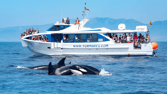 Tarifa 3 uur durende walvisspottocht en orka's zoeken