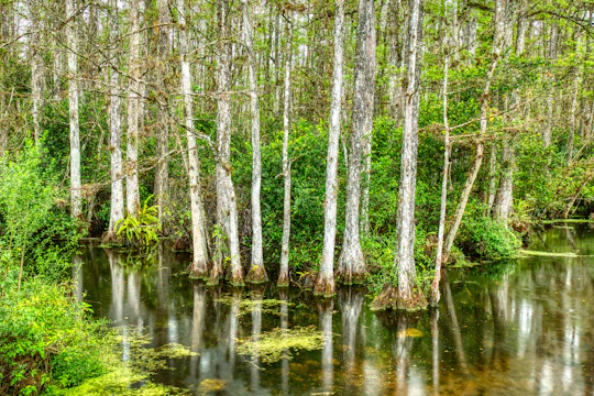 Big Cypress National Preserve Self-Guided Driving Audio Tour