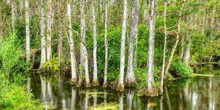 Passeio de áudio autoguiado pela Reserva Nacional Big Cypress