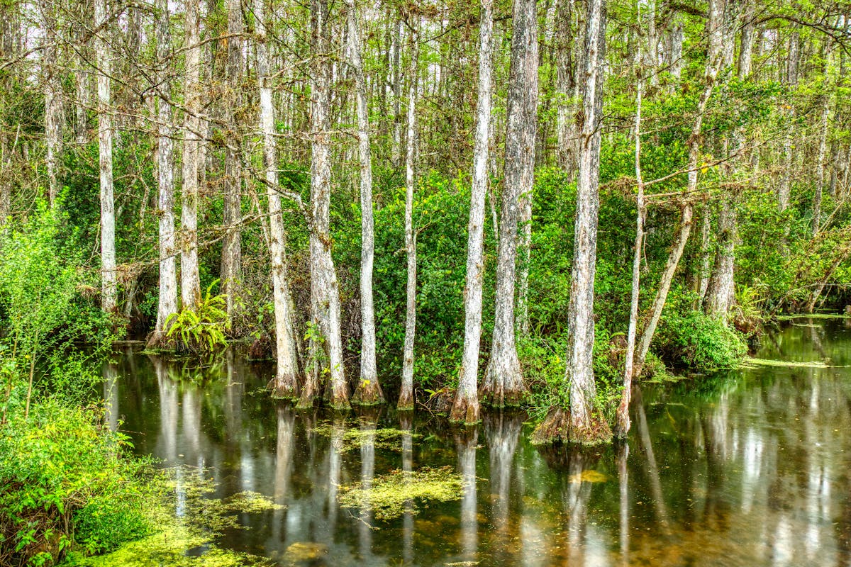 Big Cypress National Preserve Audio Tour met gids