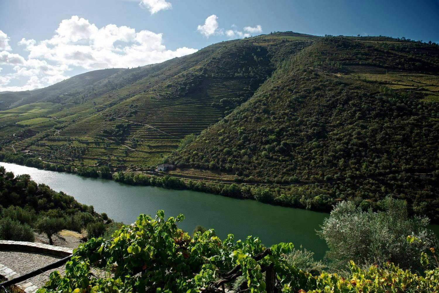 Guided tour of the Douro with river cruise and wine estates' visit