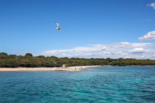 Brijuni National Park swimming and dolphin watching cruise