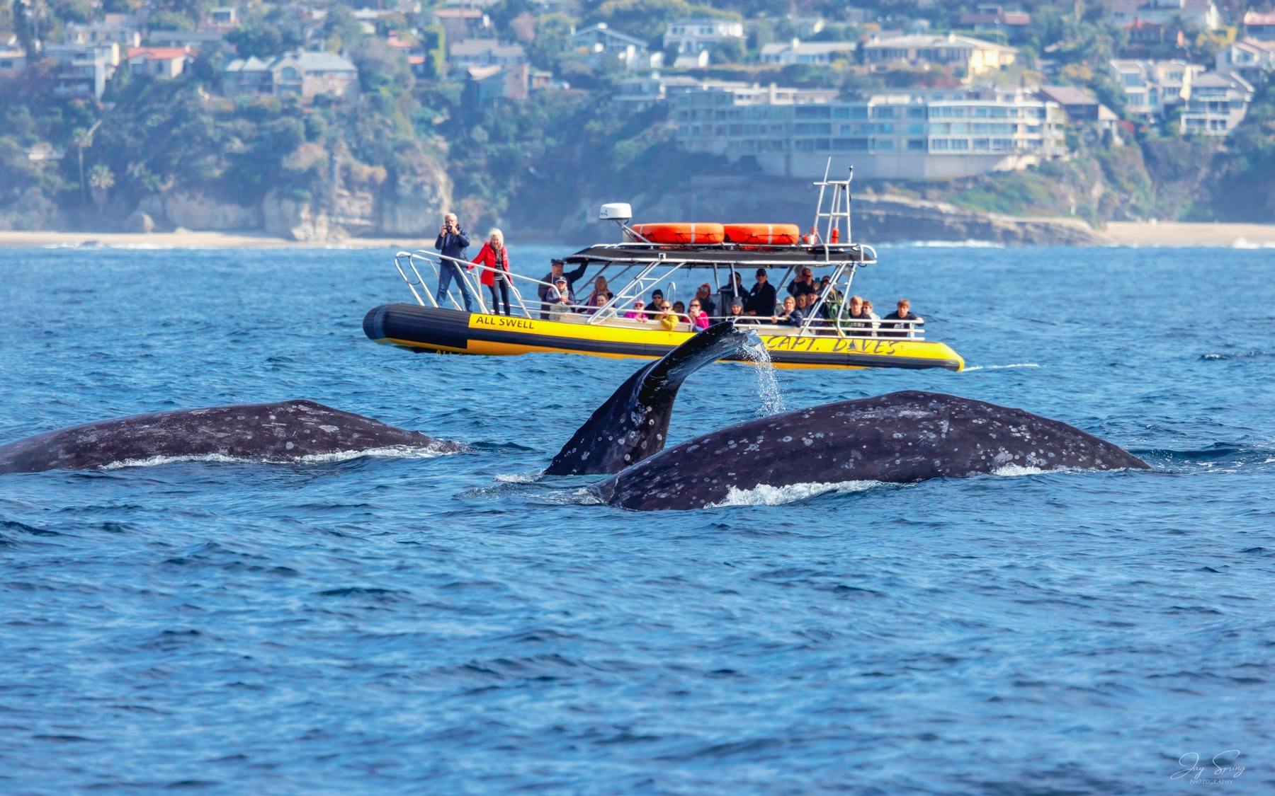 Safari de observação de baleias Zodiac de alta velocidade em Los Angeles Dana Point