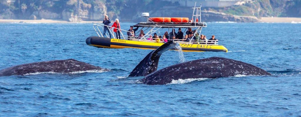 Safari de observação de baleias Zodiac de alta velocidade em Los Angeles Dana Point