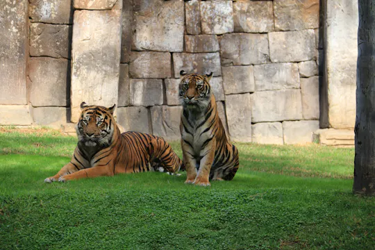 Tickets for Bioparc Fuengirola