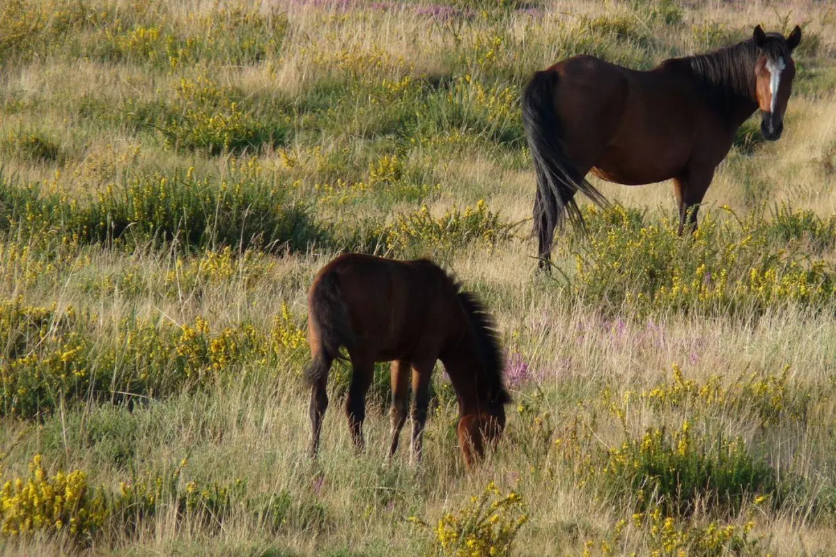 Enjoy the landscape and natural treasures of Minho