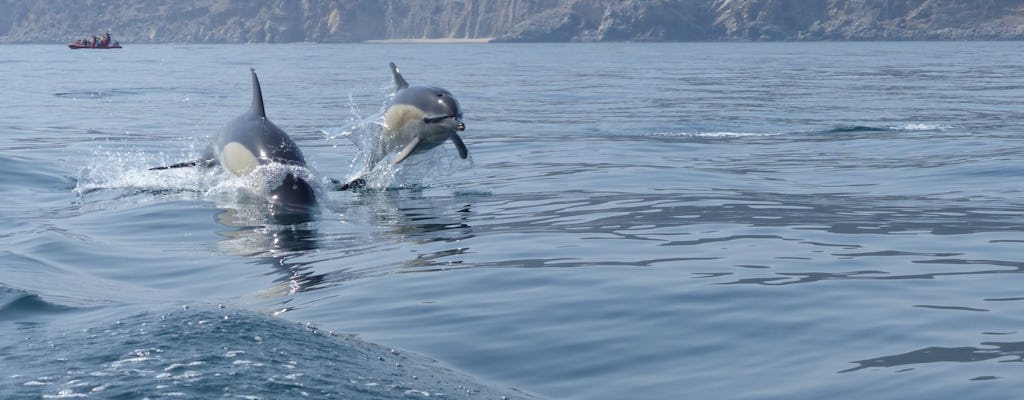 Avistamiento de delfines en Sesimbra con traslado