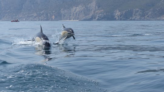 Osservazione dei delfini a Sesimbra con trasferimento
