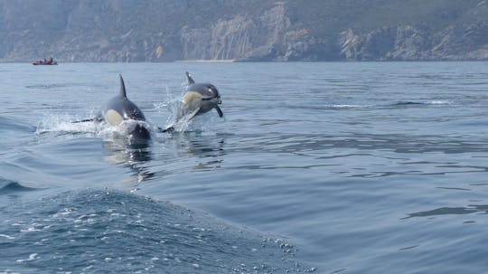 Avistamiento de delfines en Sesimbra con traslado