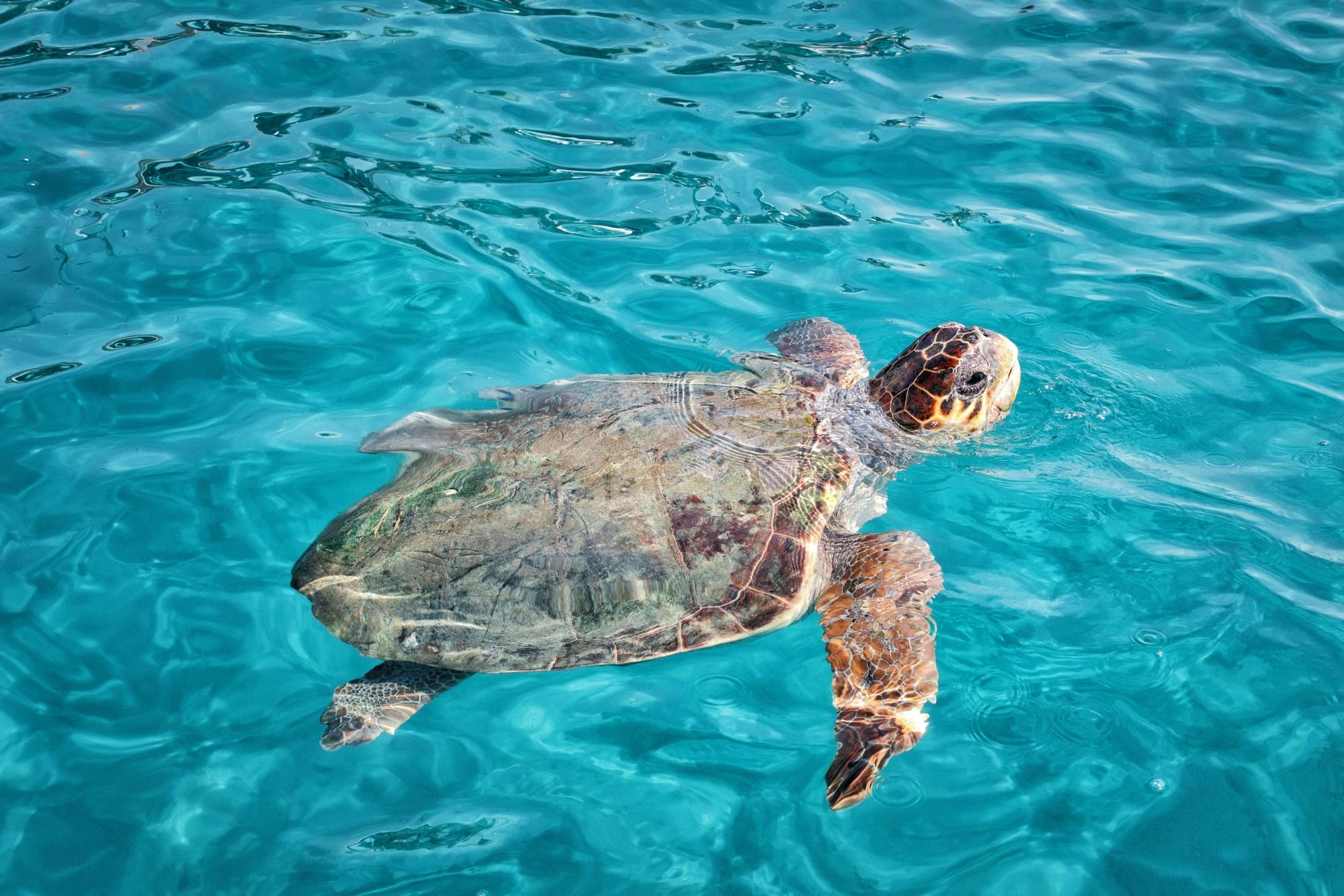 Turtle Island tour by boat from Zakynthos