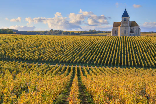 Visit of the Domaine Clotilde Davenne and Chablis wine tasting session
