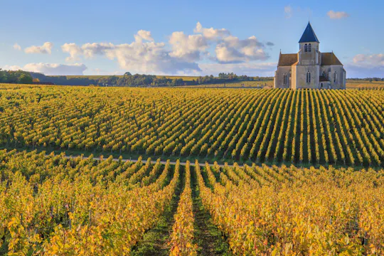Visita ao Domaine Clotilde Davenne e degustação de vinhos Chablis
