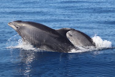 Expérience d’observation des baleines et des dauphins au départ de Funchal