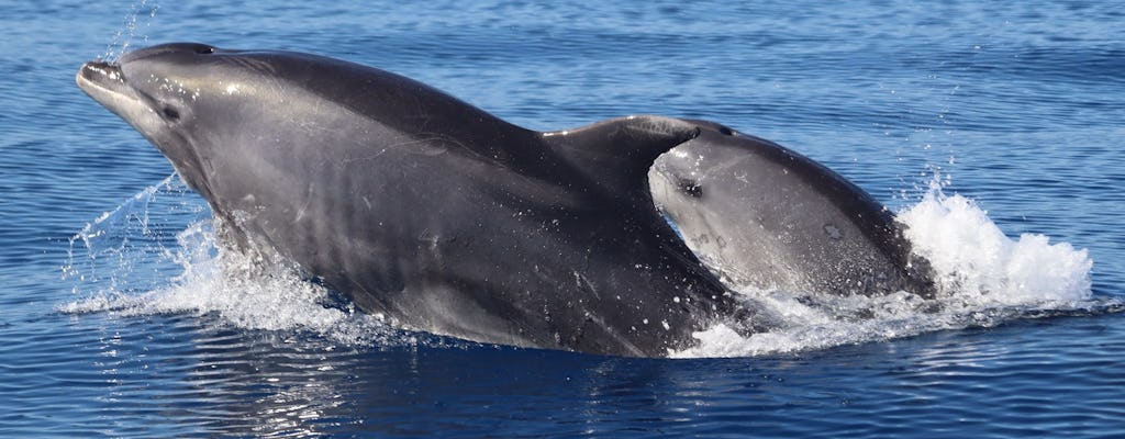 Obserwacja wielorybów i delfinów z Funchal