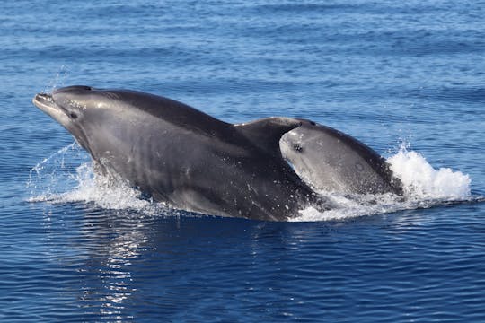 Whale and dolphin watching experience from Funchal