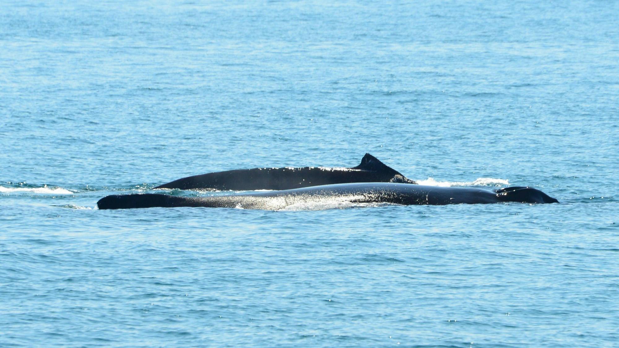 Biesanz Bay Catamaran Cruise