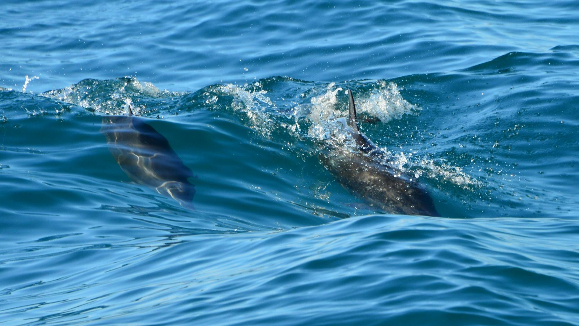 Biesanz Bay Catamaran Cruise