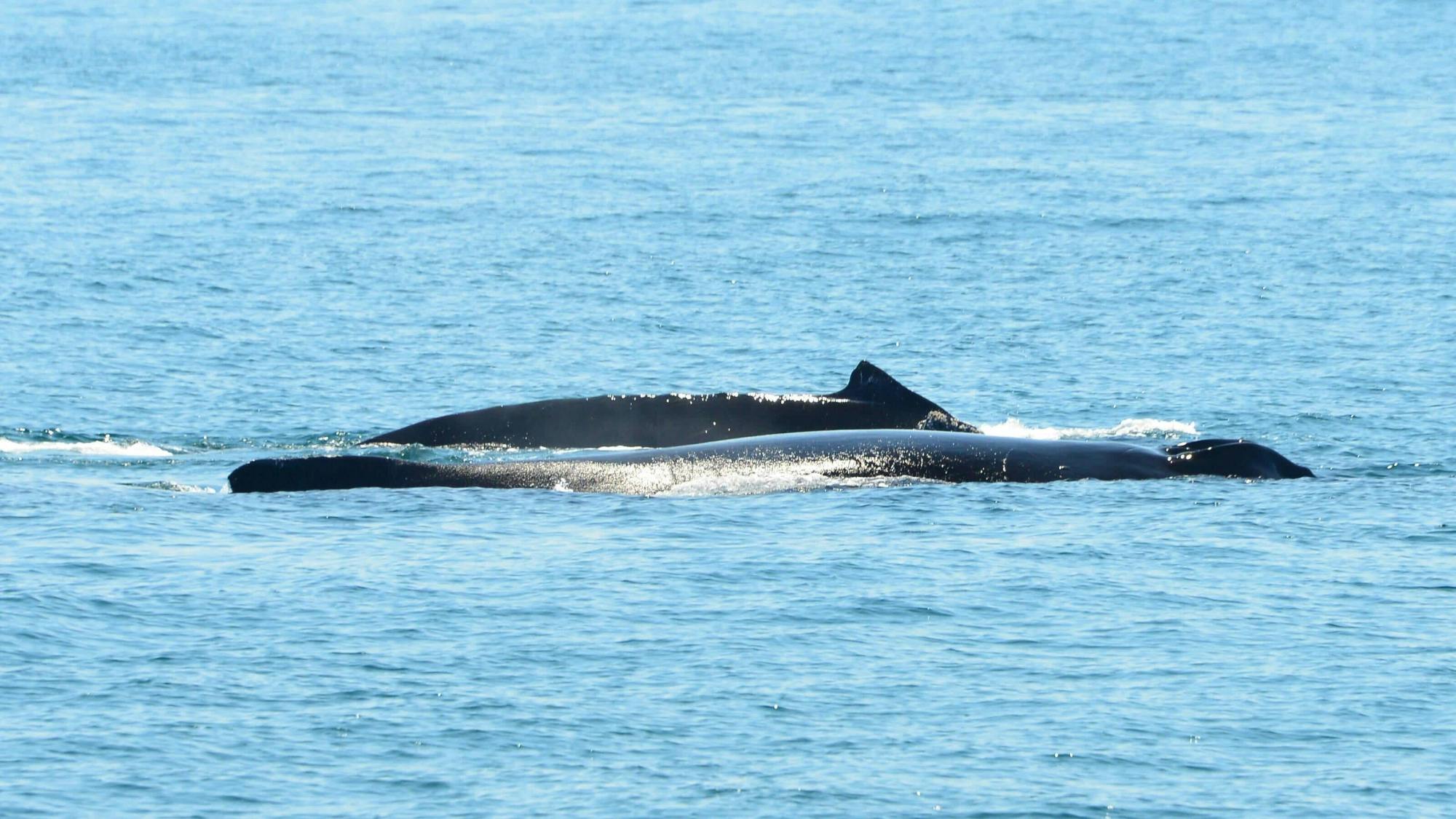 Biesanz Bay Catamaran Cruise