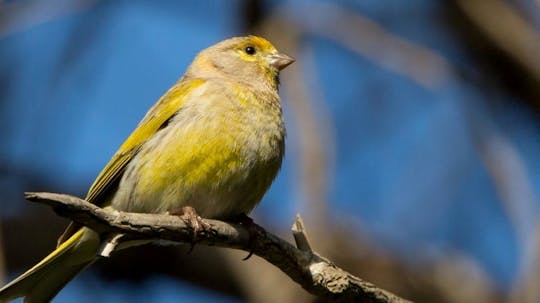 Esperienza di birdwatching guidata di un'intera giornata privata nella Beqaa Valley