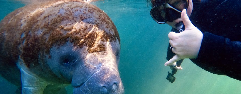 Real Florida manatee half-day guided adventure tour with lunch