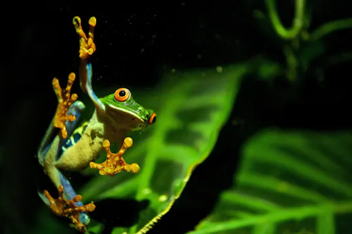 Monteverde Frog Tour by Night