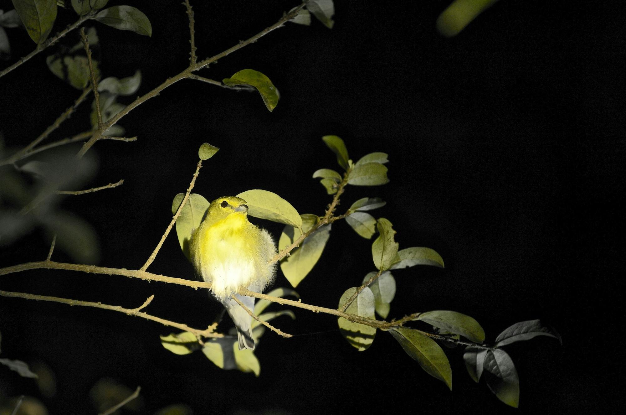 Monteverde Cloud Forest Biological Reserve by Night