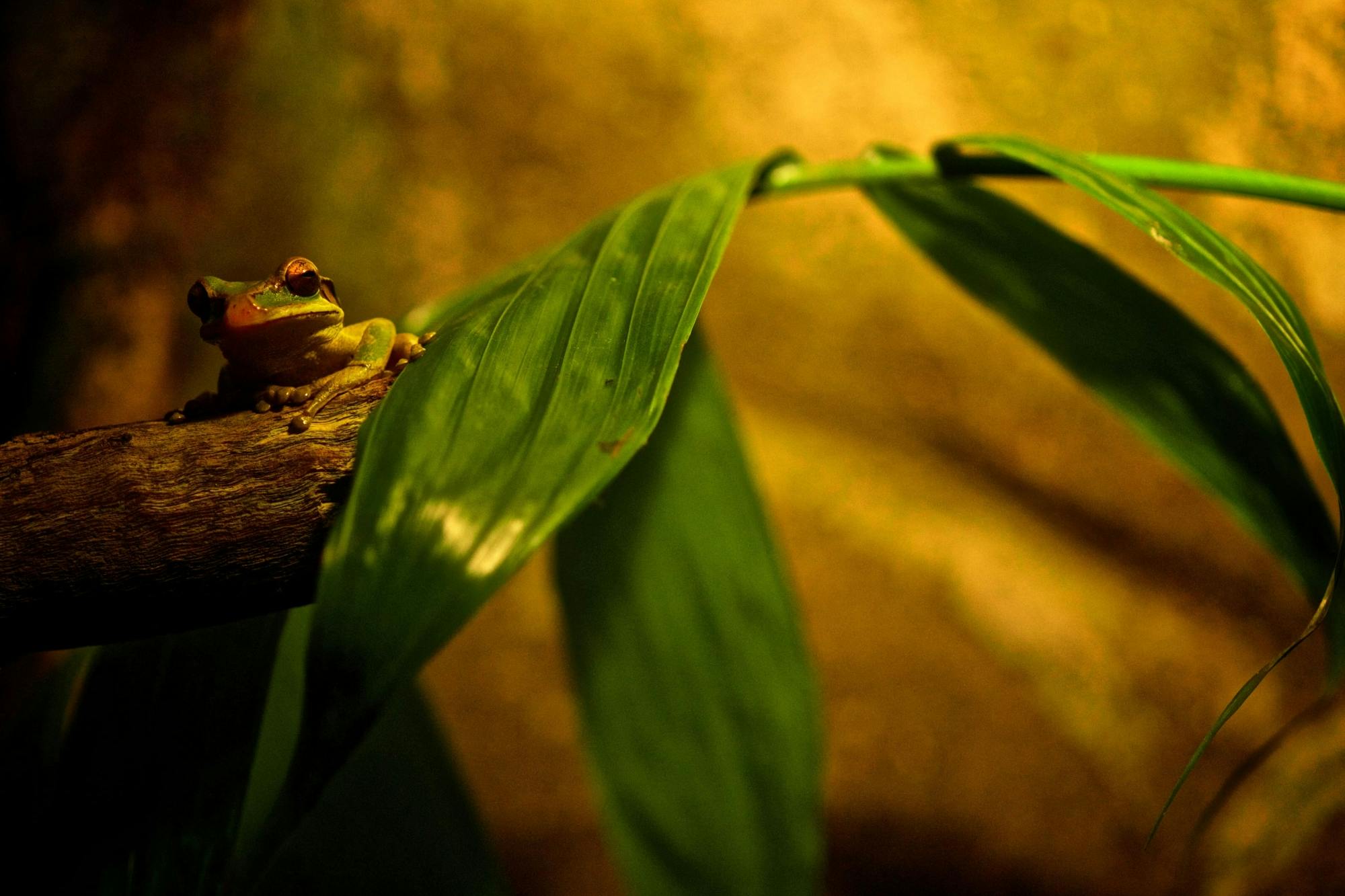 Monteverde Frog Tour by Night