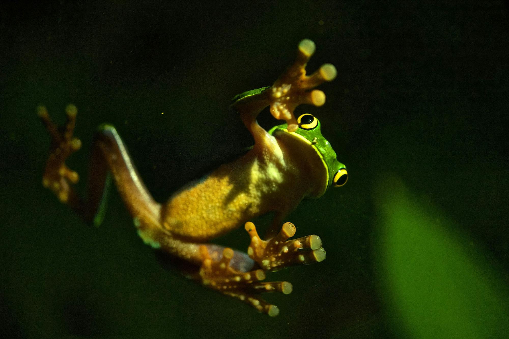 Monteverde Frog Tour by Night