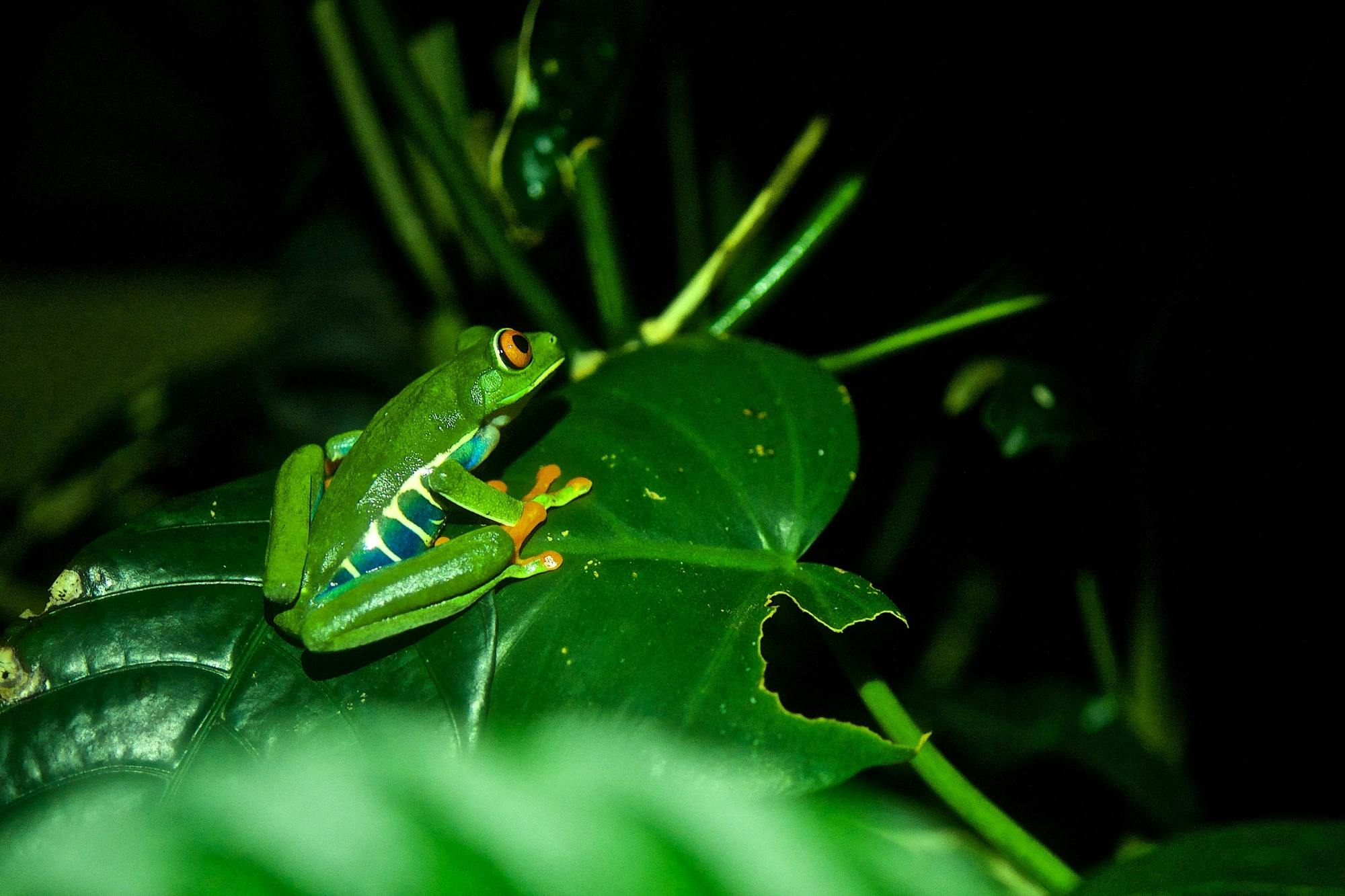 Monteverde Frog Tour by Night