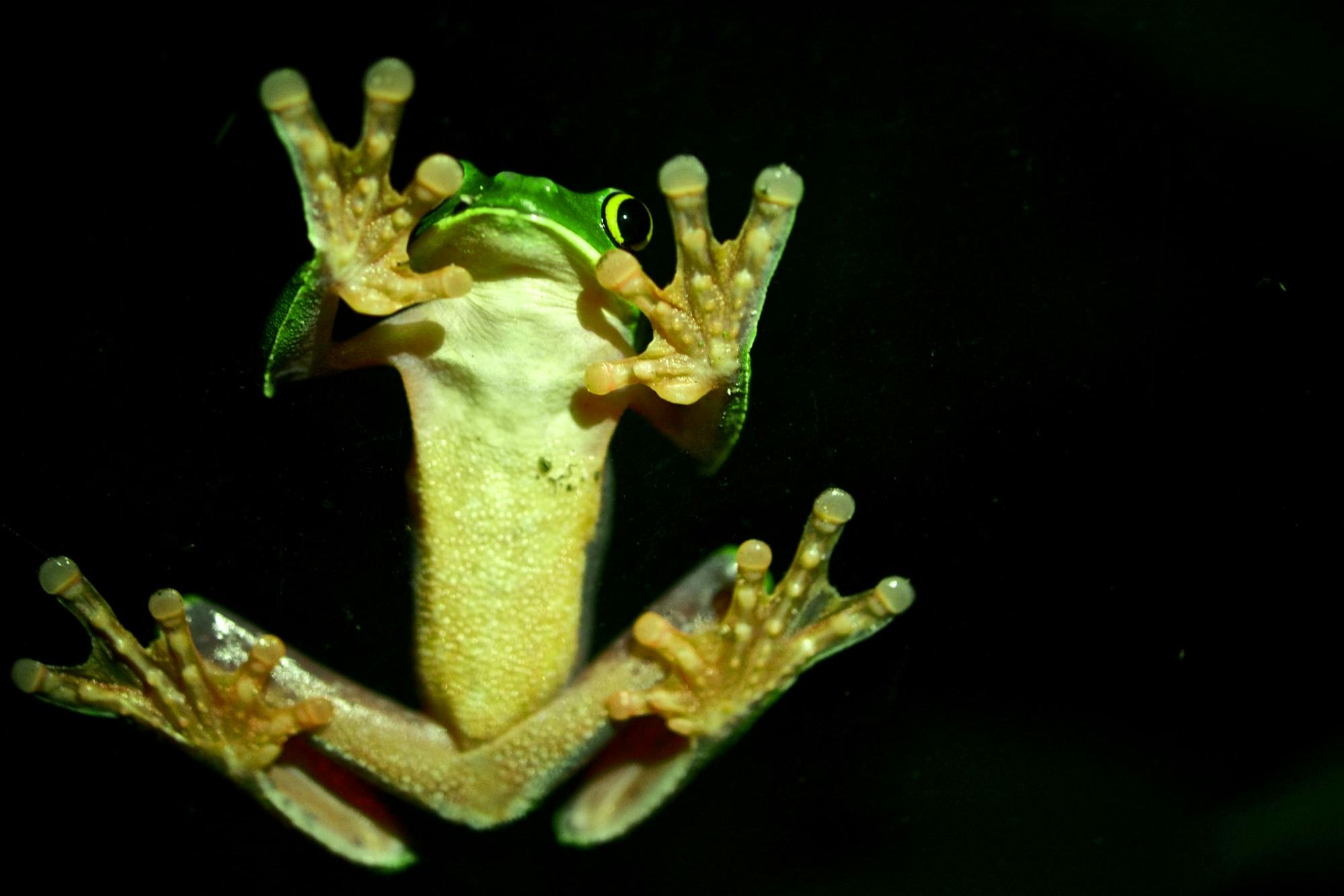 Monteverde Frog Tour by Night