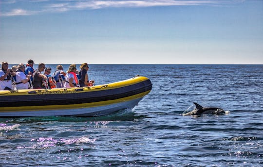 Cruzeiro de lancha com golfinhos e cavernas de 2 horas saindo de Portimão