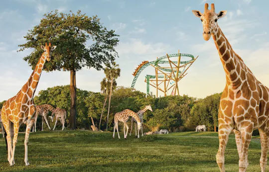 Excursión de safari por el Serengeti en Busch Gardens