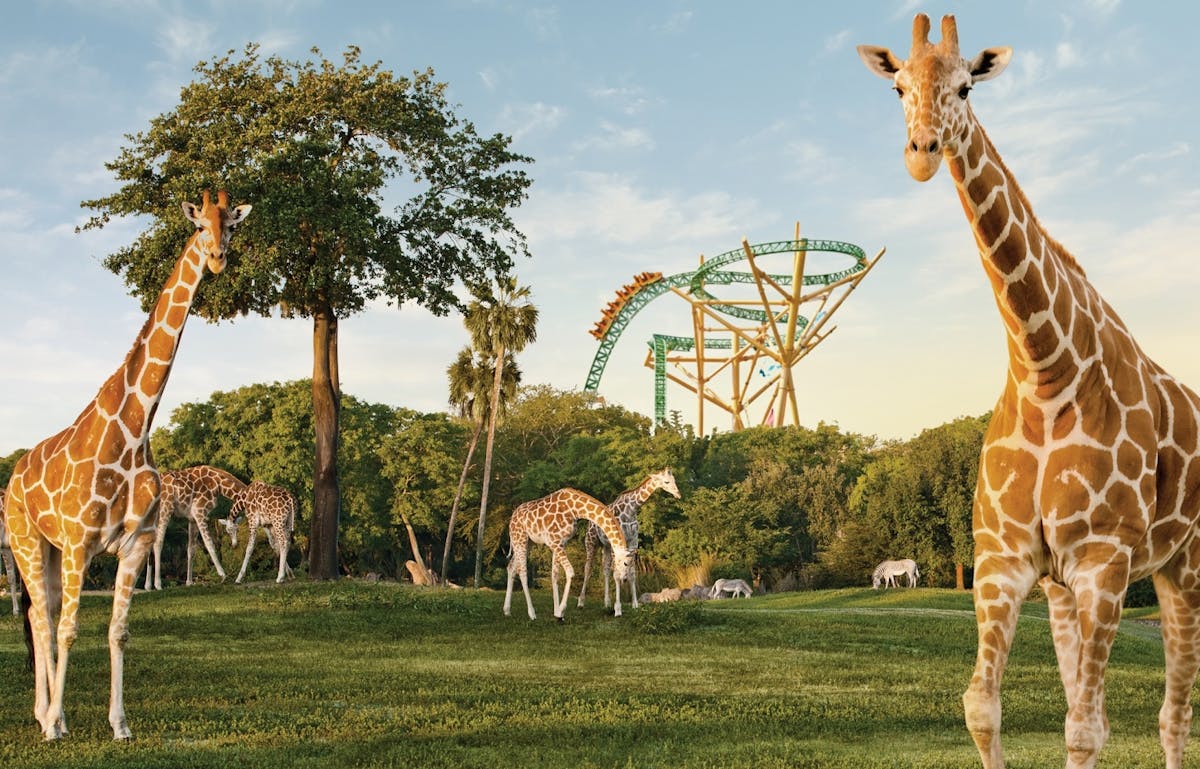 Busch Gardens Serengeti Safari-tour