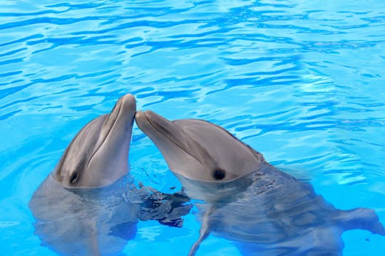 Expérience des dauphins à Los Cabos